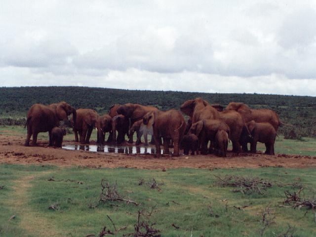elephants1
